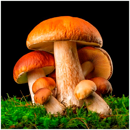 Sautéed Mushroom Natural flavour Liposoluble